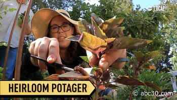 Home gardening blooms, grows community