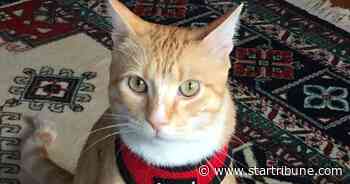 Max the Cat is back in Macalester College library — but welcomed this time