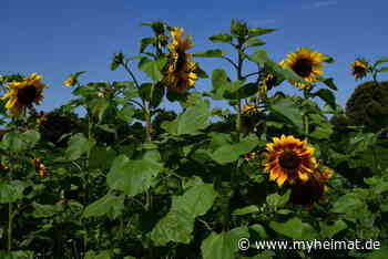 Einen sonnigen Gruß zum Wochenende senden Euch Günter und Sabine - Schwabmünchen - myheimat.de