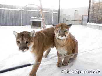 Forestry Farm's Malcolm the cougar euthanized due to severe arthritis