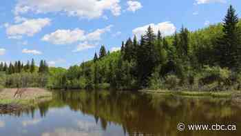 Discover 'cheeseburger bird' and other audio delights on soundwalk through Weaselhead Flats