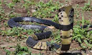Deadly six ft long West African banded cobra loose in Texas: Cops put hospitals on alert 