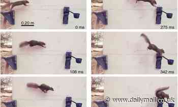 That's nuts! Study shows how squirrels leap and land without falling