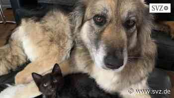 Haustierboom in und um Parchim: Tierschützer vermitteln in der Corona-Zeit mehr Hunde und Katzen | svz.de - svz – Schweriner Volkszeitung