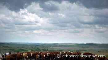 Province supporting ranchers during hot and dry summer - Lethbridge News Now