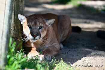 Saskatoon Forestry Farm Park and Zoo's 'Malcolm' the cougar dies - CKOM News Talk Sports