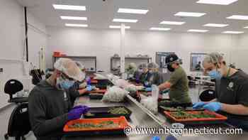 Social Equity Council Starts Work on Recreational Cannabis - NBC Connecticut