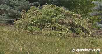 People who frequent Lethbridge park upset with maintenance, pulling weeds themselves