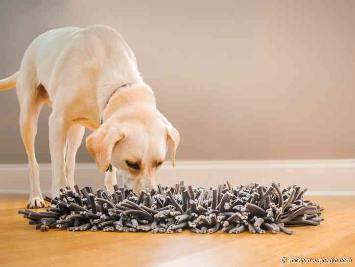 I give my dogs this snuffle mat when I can't take them on long walks - the toy mimics grass so you can hide treats for them to sniff out