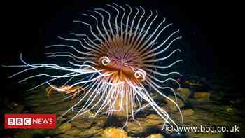Scuba-diver photographs Scotland's colourful marine life