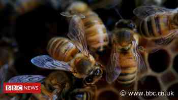 Farm pesticides killing more bees - study