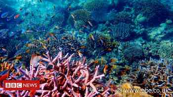 Thailand bans coral-damaging sunscreens in marine parks