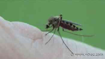 Mosquito madness: Where are all these pesky insects coming from?