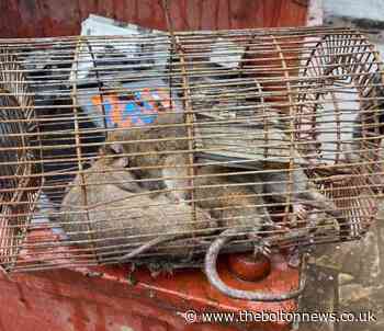 Rats ‘breeding well’ as pest callouts increase in Bolton