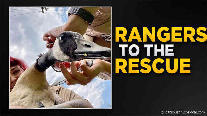 Pittsburgh Park Rangers Help Free Geese That Became Entangled In Fishing Wires