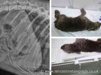 Lancashire man jailed after killing his dog in 'barbaric, torturous and prolonged' attack