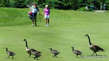 How geese came to dominate our urban landscapes