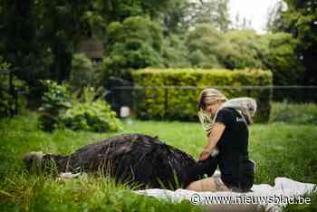TikTok-struisvogelsterren verhuizen binnenkort met fluisteraar Wendy naar Nieuwmoer