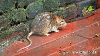 Des rats plus visibles cet été dans le quartier historique d'Arras : l'effet des inondations ? - La Voix du Nord