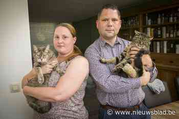 Is hier een kattenhater aan het werk? Verschillende dieren vertonen dezelfde verwondingen