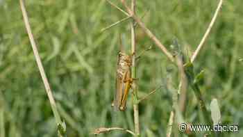 Amid drought and heat, Sask. farmers now endure grasshopper scourge
