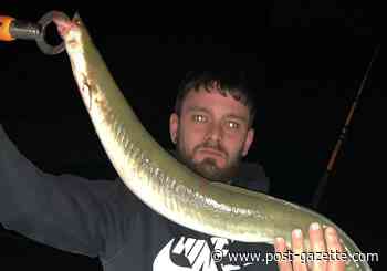 Long, slick and wiggly — that's an American eel caught on the Ohio River