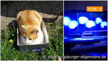 Tödliche Tierquälerei: Kater mit Seil aufgehängt - Täter wird wohl nie gefasst