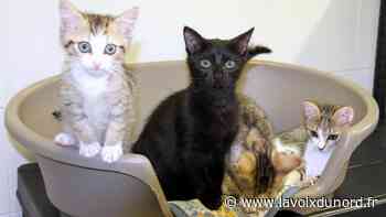 Arras : des chatons, Igor et Olga attendent un maître - La Voix du Nord