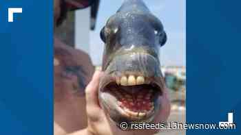 Nags Head fisherman catches fish with human-like teeth