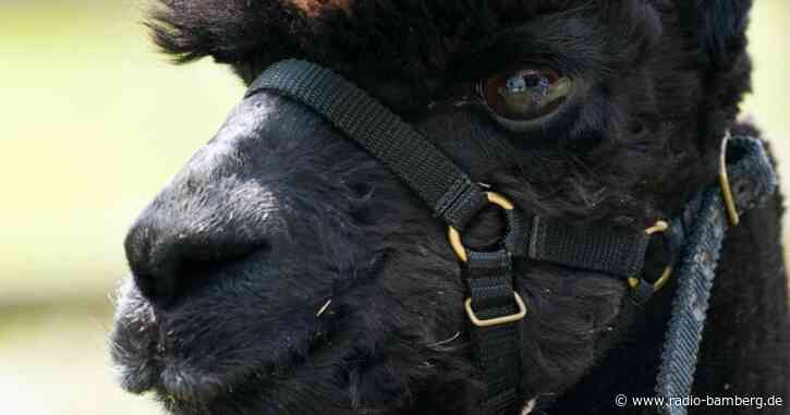 «Rettet Geronimo»: Besitzerin kämpft um Alpaka in England