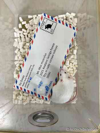 Japanese Scientists Tried Mailing Freeze-Dried Mouse Sperm on a Postcard – Here’s What They Discovered