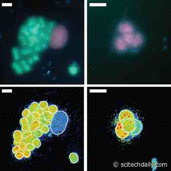 Nitrogen Inputs in the Ancient Ocean: Underappreciated Bacteria Step Into the Spotlight