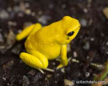 Toxin Sponges May Protect Poisonous Birds and Frogs From Their Own Poisons