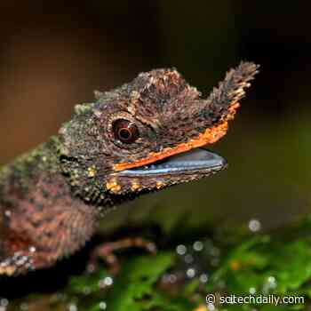 New DNA Analysis Provides Critical Information on Conserving Rainforest Lizards
