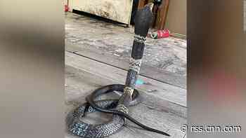 A venomous West African banded cobra is missing in a Texas neighborhood