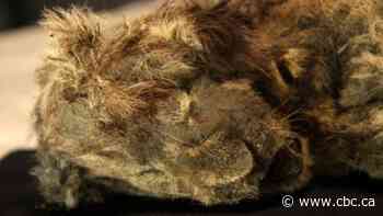 Perfectly preserved cave lion cub found in Siberian permafrost