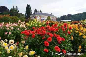 Op verkenning door prachtige dahliatuin Vordenstein