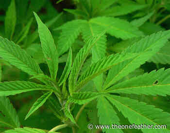 Council passes medical marijuana ordinance - The Cherokee One Feather - Cherokee One Feather