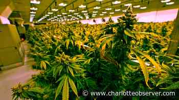 Medical marijuana is now legal on Cherokee land in Western NC. It’s a first in the state. - Charlotte Observer