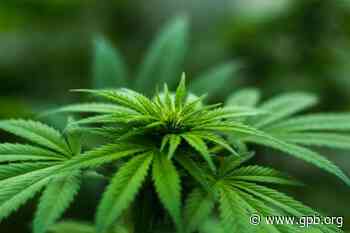 Medical Marijuana Production Facility Coming To Macon - GPB News