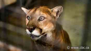 Saskatoon cougar Malcolm euthanized after 12 years at zoo