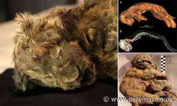 Perfectly preserved cave lion cub found frozen in Siberia