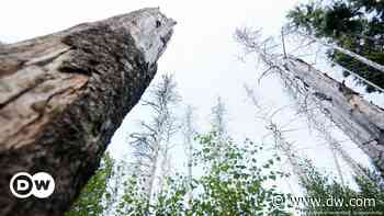 German Forest Summit: Three ways to revive dying woods - DW (English)