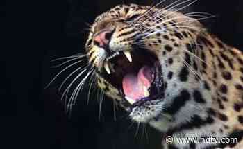 Leopard Kills Five-Year-Old Girl In Shimla: Forest Officer - NDTV