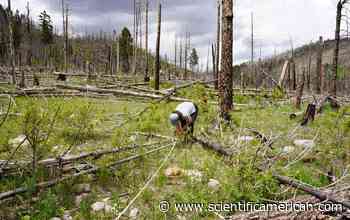 Tree by Tree, Scientists Try to Resurrect a Fire-Scarred Forest - Scientific American