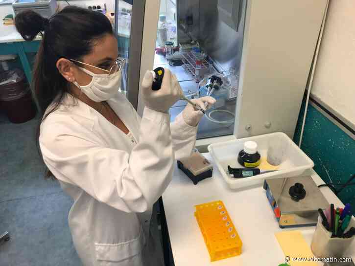 À Nice, ces biologistes testent des crèmes solaires pour en limiter la toxicité sur le milieu marin