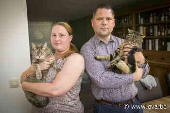 Poezen komen thuis met gebroken poten, dierenarts heeft geen verklaring: kampt Hemiksem met kattenhater? - Gazet van Antwerpen