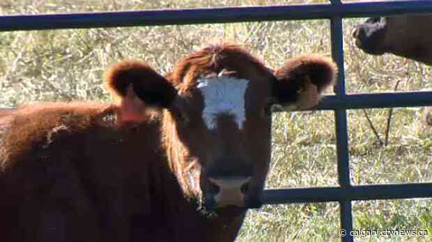 Alberta allocates $136M to livestock producers, asks federal government for $203M more