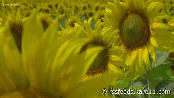 GoFundMe set up for sunflower fields project exceeds $25,000 in donations