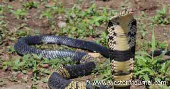 Police Warn Town Residents: Venomous Snake Is on the Loose